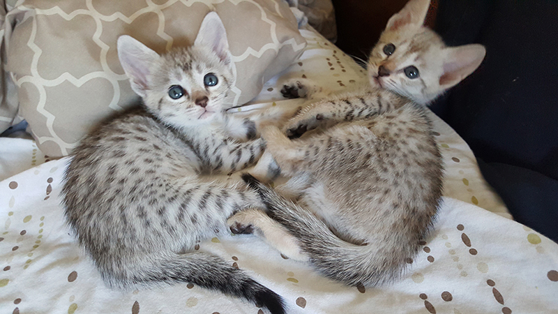 Supreme Savannahs - f1 f2 f3 f4 f5 savannah kittens ontario canada