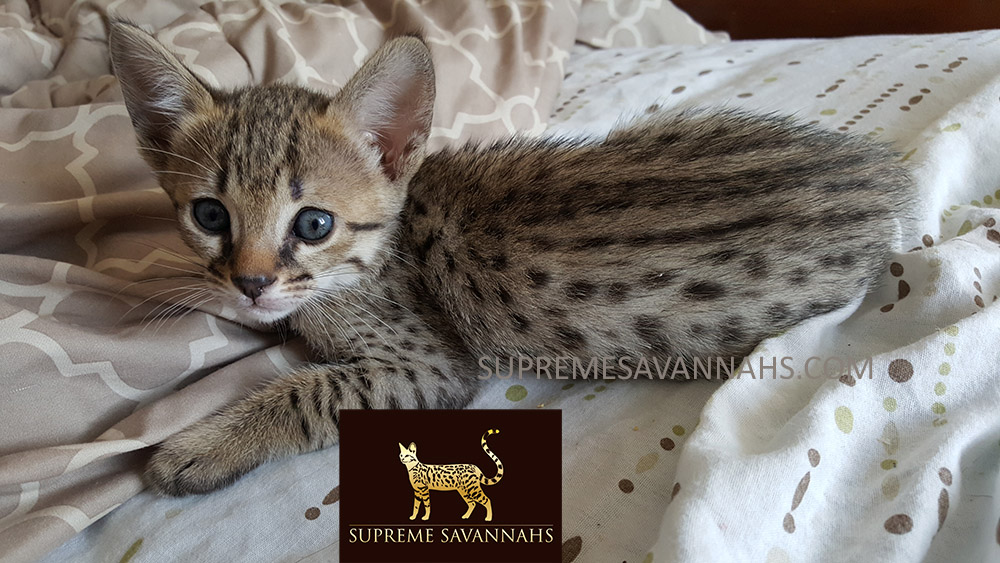 f1 f2 f3 f4 f5 sbt savannah kitten for sale ontario canada serval caracal