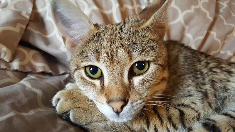 f2 savannah cat supreme toronto ontario canada kitten serval caracal for sale available