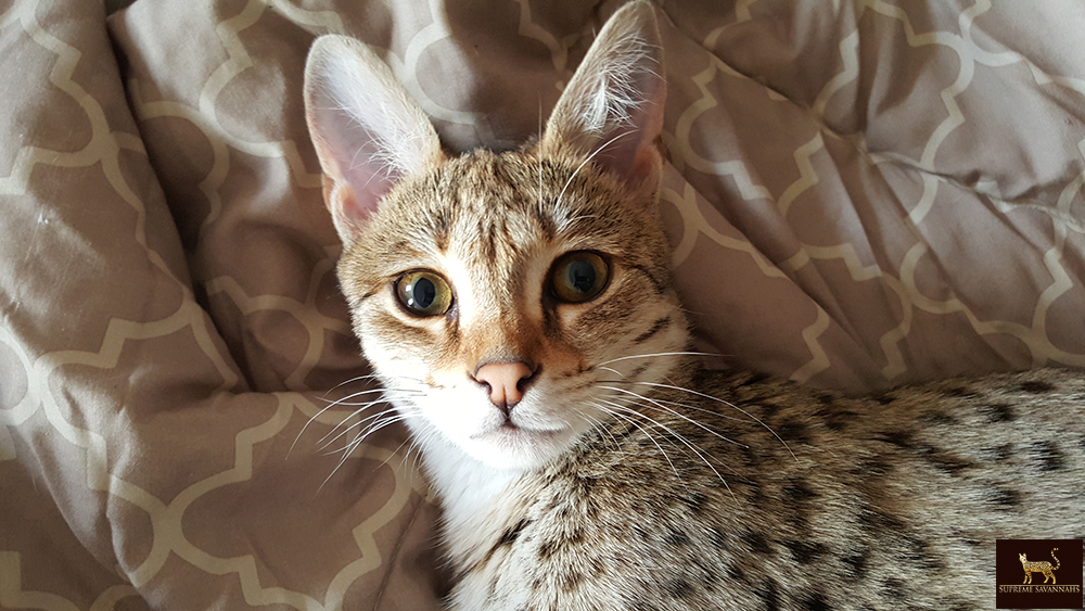 f2 savannah cat kitten ontario canada available