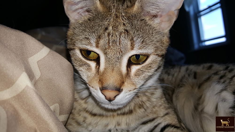 f2 savannah cat kitten ontario canada available