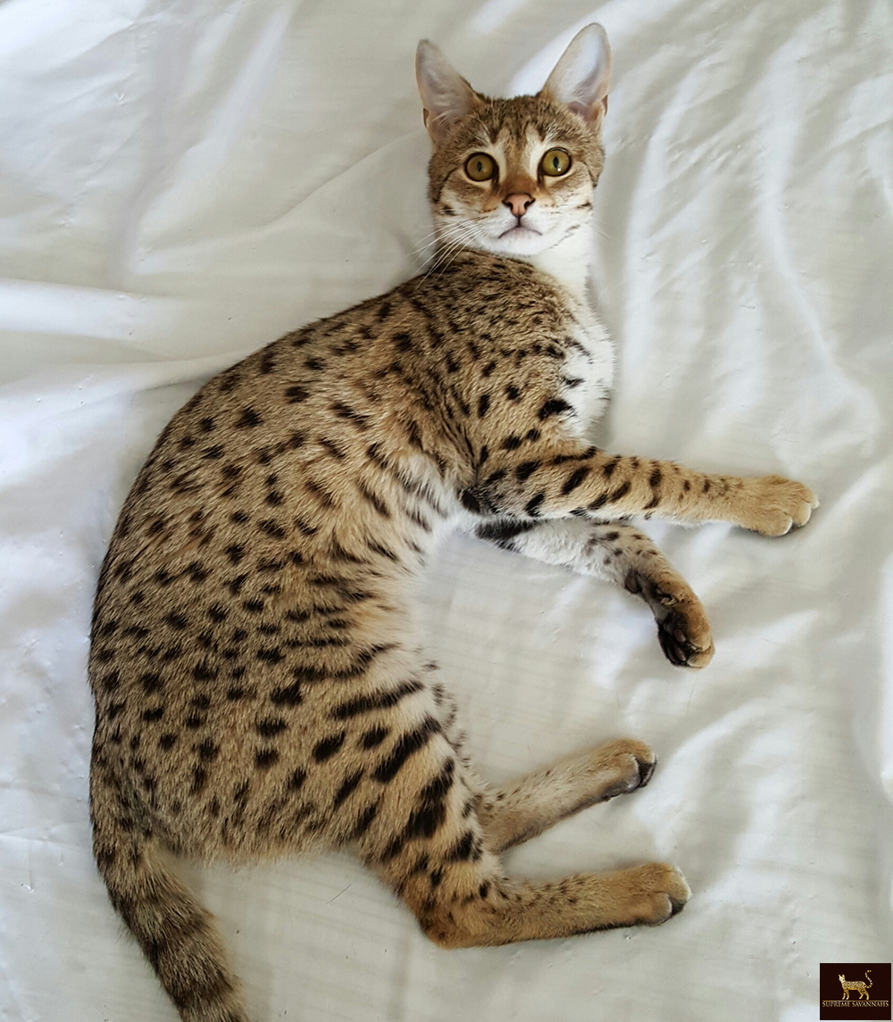 f2 savannah cat kitten ontario canada available