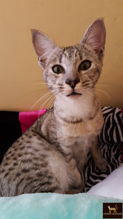 lily f6 sbt savannah serval kitten available toronto ontario canada breeder cat