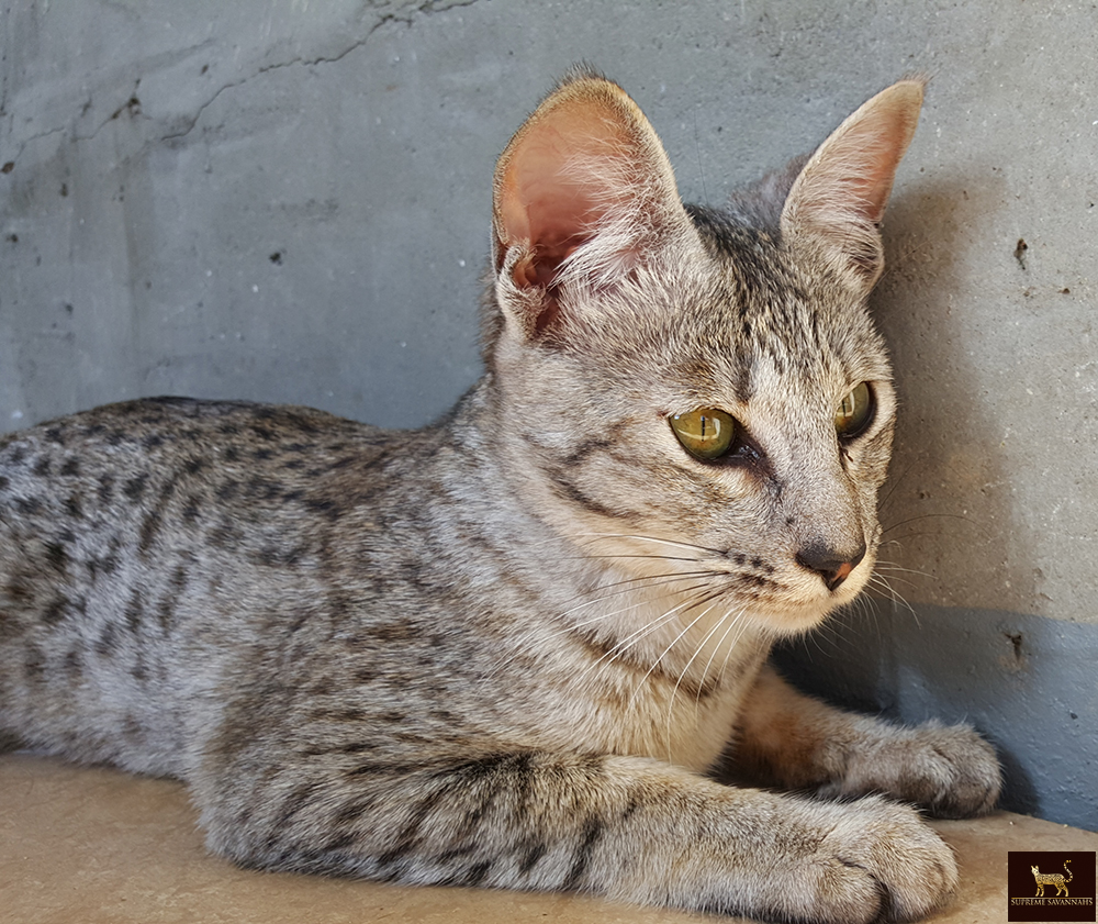 lily f6 sbt savannah serval kitten available toronto ontario canada breeder cat