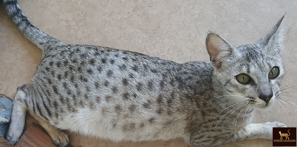 lily f6 sbt savannah serval kitten available toronto ontario canada breeder cat