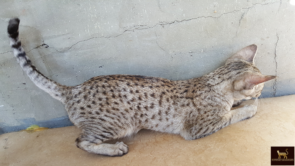 lily f6 sbt savannah serval kitten available toronto ontario canada breeder cat