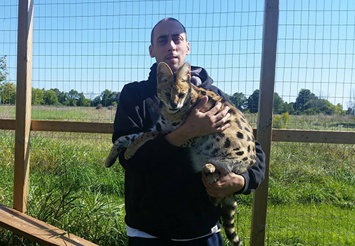 serval cat kitten adult ontario canada for sale available breeder savannah f1
