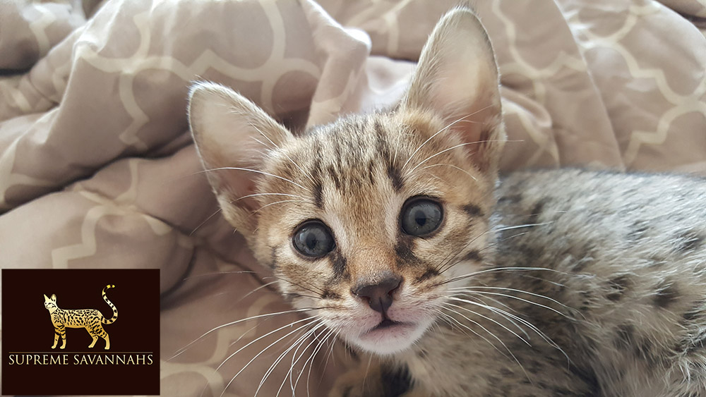 f1 f2 f3 f4 f5 sbt savannah kitten for sale ontario canada serval caracal