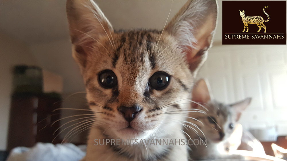 f1 f2 f3 f4 f5 sbt savannah kitten for sale ontario canada serval caracal