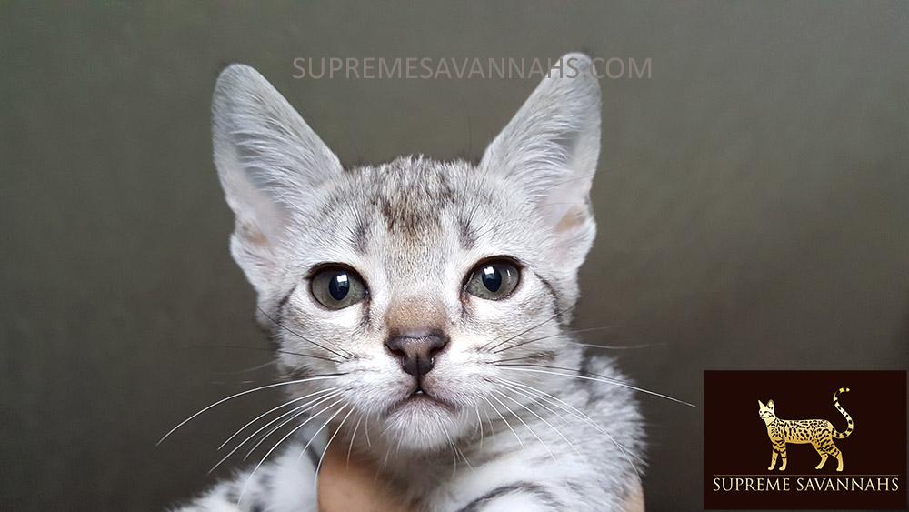 f1 f2 f3 f4 f5 sbt savannah kitten for sale ontario canada serval caracal