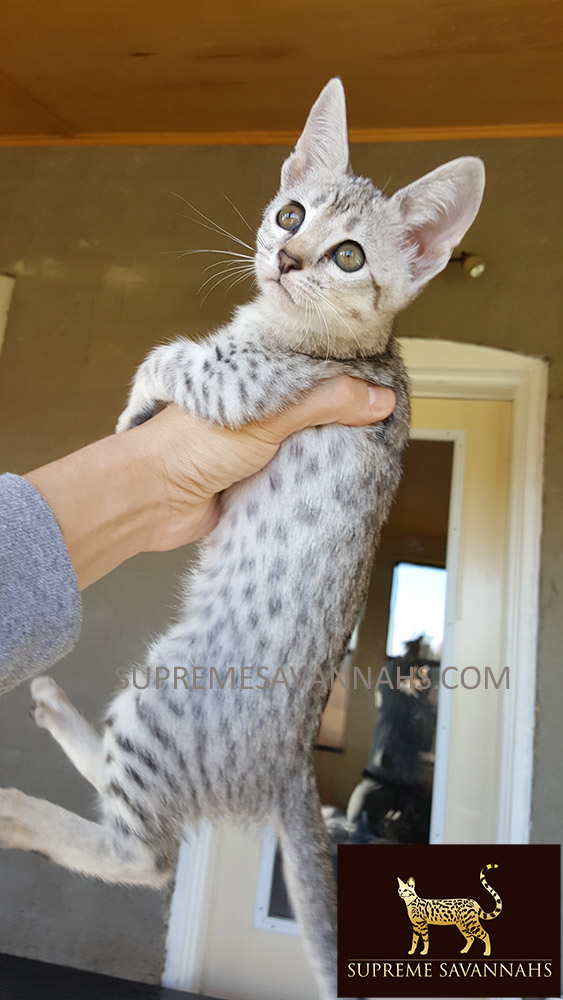 f1 f2 f3 f4 f5 sbt savannah kitten for sale ontario canada serval caracal