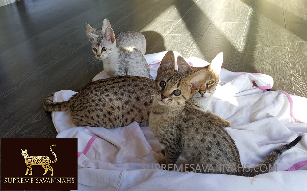 f1 f2 f3 f4 f5 sbt savannah kitten for sale ontario canada serval caracal