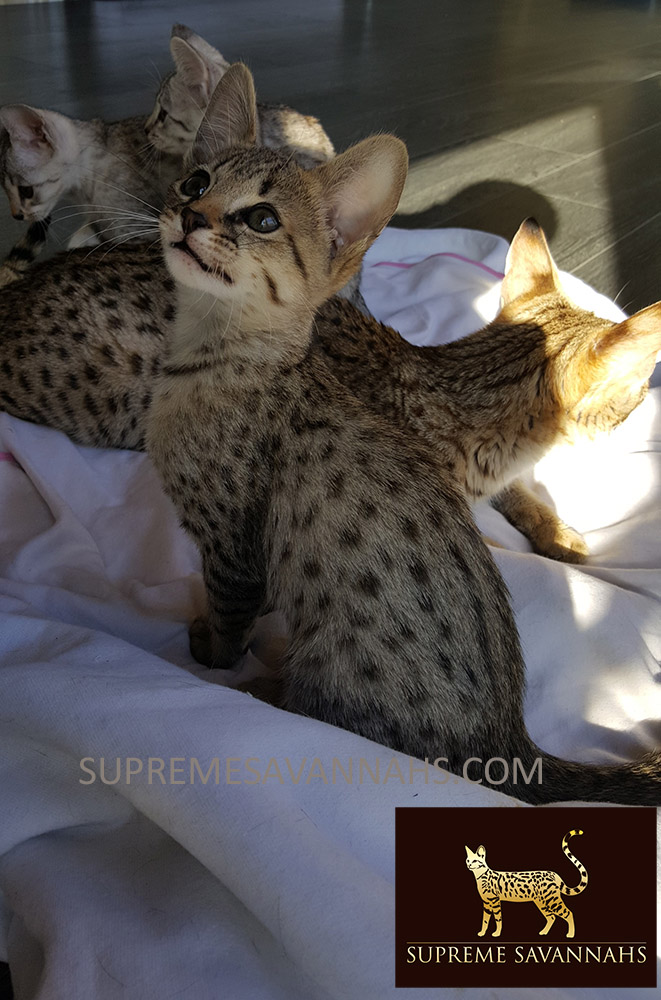 f1 f2 f3 f4 f5 sbt savannah kitten for sale ontario canada serval caracal