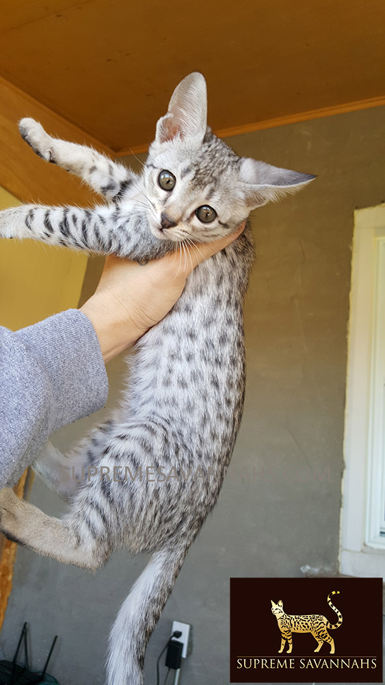 f1 f2 f3 f4 f5 sbt savannah kitten for sale ontario canada serval caracal
