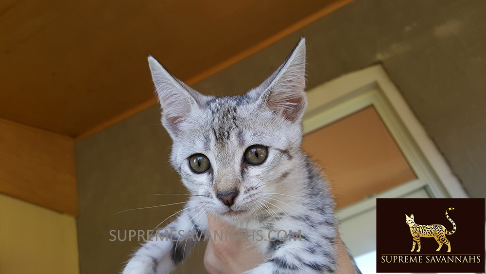 f1 f2 f3 f4 f5 sbt savannah kitten for sale ontario canada serval caracal
