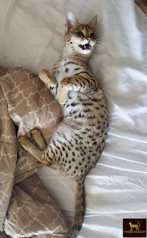 f2 savannah cat kitten ontario canada available