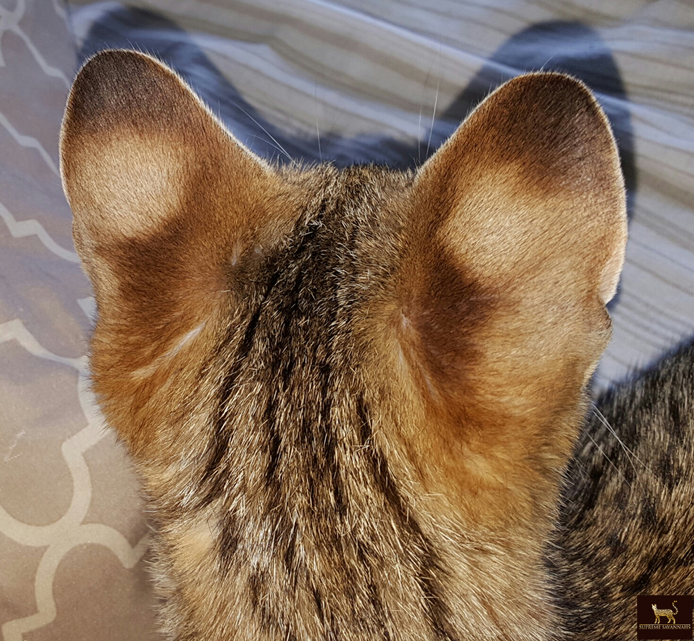 f2 savannah cat kitten ontario canada available