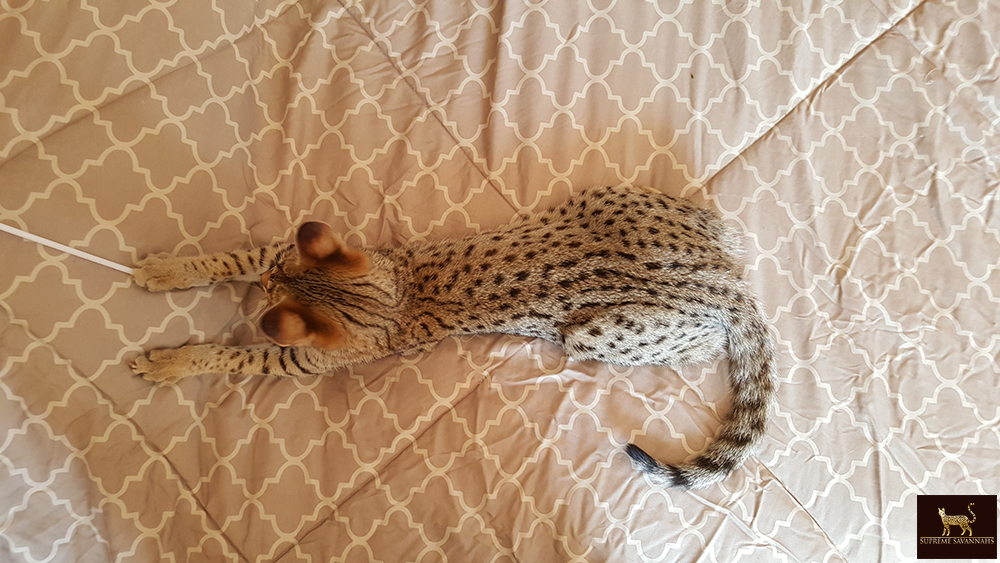 f2 savannah cat kitten ontario canada available