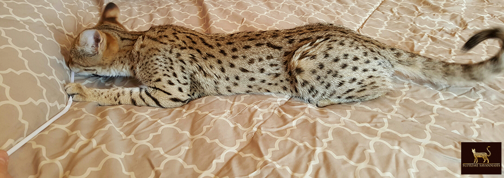 f2 savannah cat kitten ontario canada available