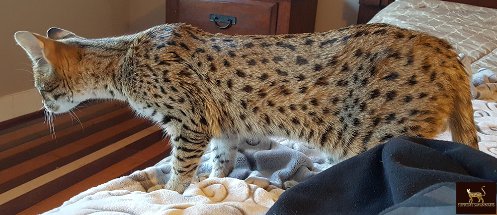 f2 savannah cat kitten ontario canada available