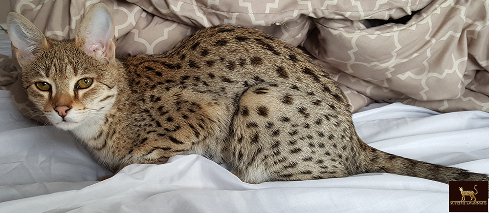 f2 savannah cat kitten ontario canada available
