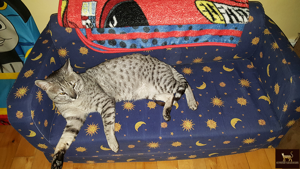f5 sbt savannah male ontario toronto canada kitten available breeder serval