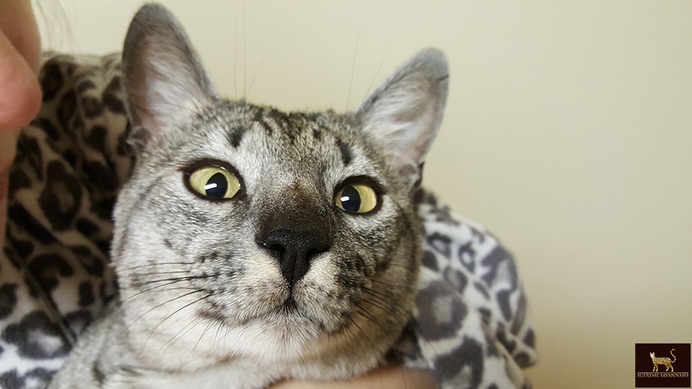 f5 sbt savannah male ontario toronto canada kitten available breeder serval