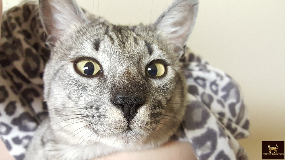 f5 sbt savannah male ontario toronto canada kitten available breeder serval