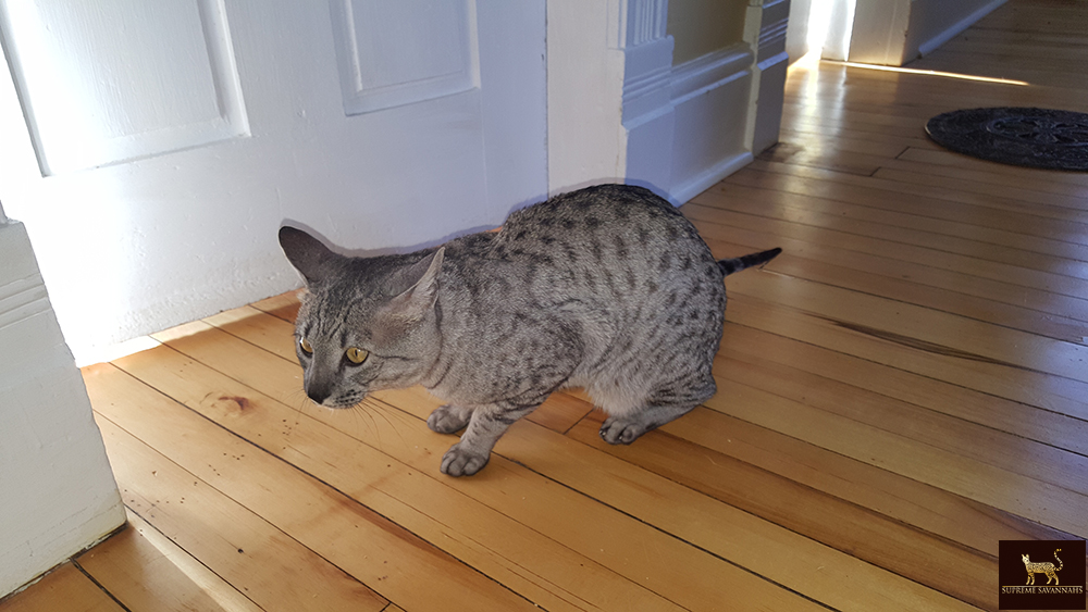 f5 sbt savannah male ontario toronto canada kitten available breeder serval