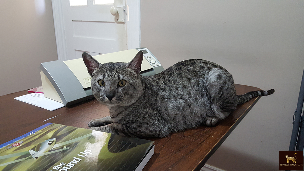 f5 sbt savannah male ontario toronto canada kitten available breeder serval