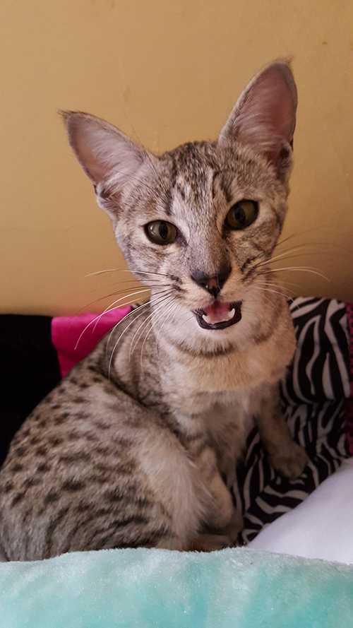 lily f6 sbt savannah serval kitten available toronto ontario canada breeder cat