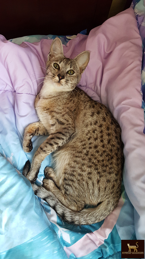 lily f6 sbt savannah serval kitten available toronto ontario canada breeder cat