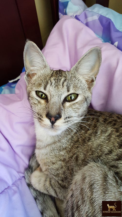 lily f6 sbt savannah serval kitten available toronto ontario canada breeder cat
