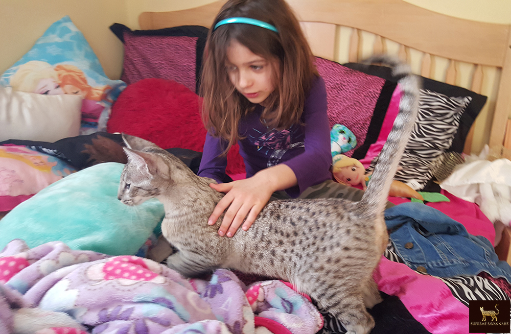 lily f6 sbt savannah serval kitten available toronto ontario canada breeder cat