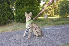 Supreme Golden Brown F1 Savannah Cat Kitten ontario canada available