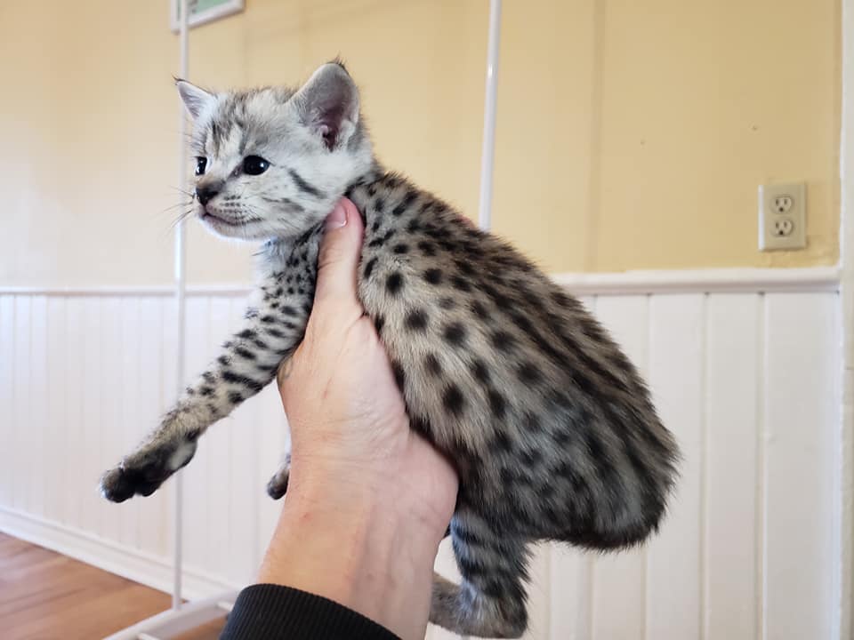 Silver F2 Savannah Cat Kitten ontario canada supreme serval f1 f3 f4 f5 f6 breeder available shipping worldwide cites