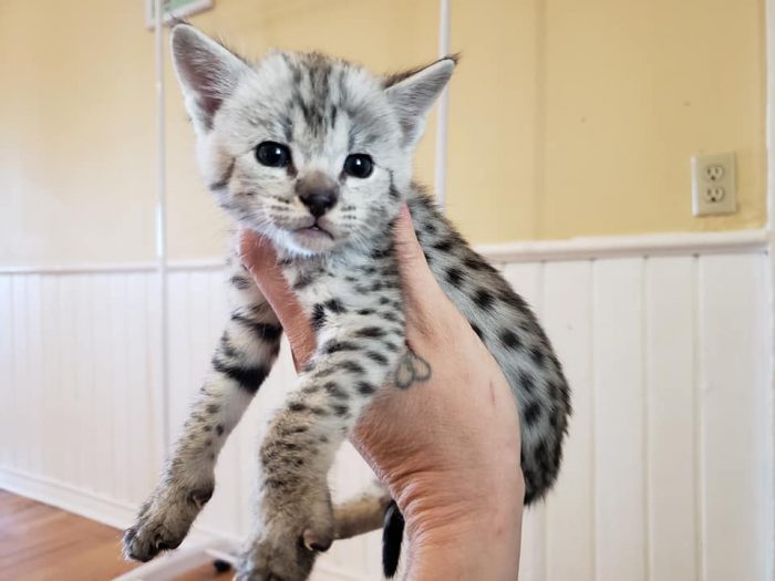 Silver F2 Savannah Cat Kitten ontario canada supreme serval f1 f3 f4 f5 f6 breeder available shipping worldwide cites