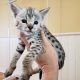 Silver F2 Savannah Cat Kitten ontario canada supreme serval f1 f3 f4 f5 f6 breeder available shipping worldwide cites