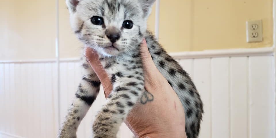 Silver F2 Savannah Cat Kitten ontario canada supreme serval f1 f3 f4 f5 f6 breeder available shipping worldwide cites