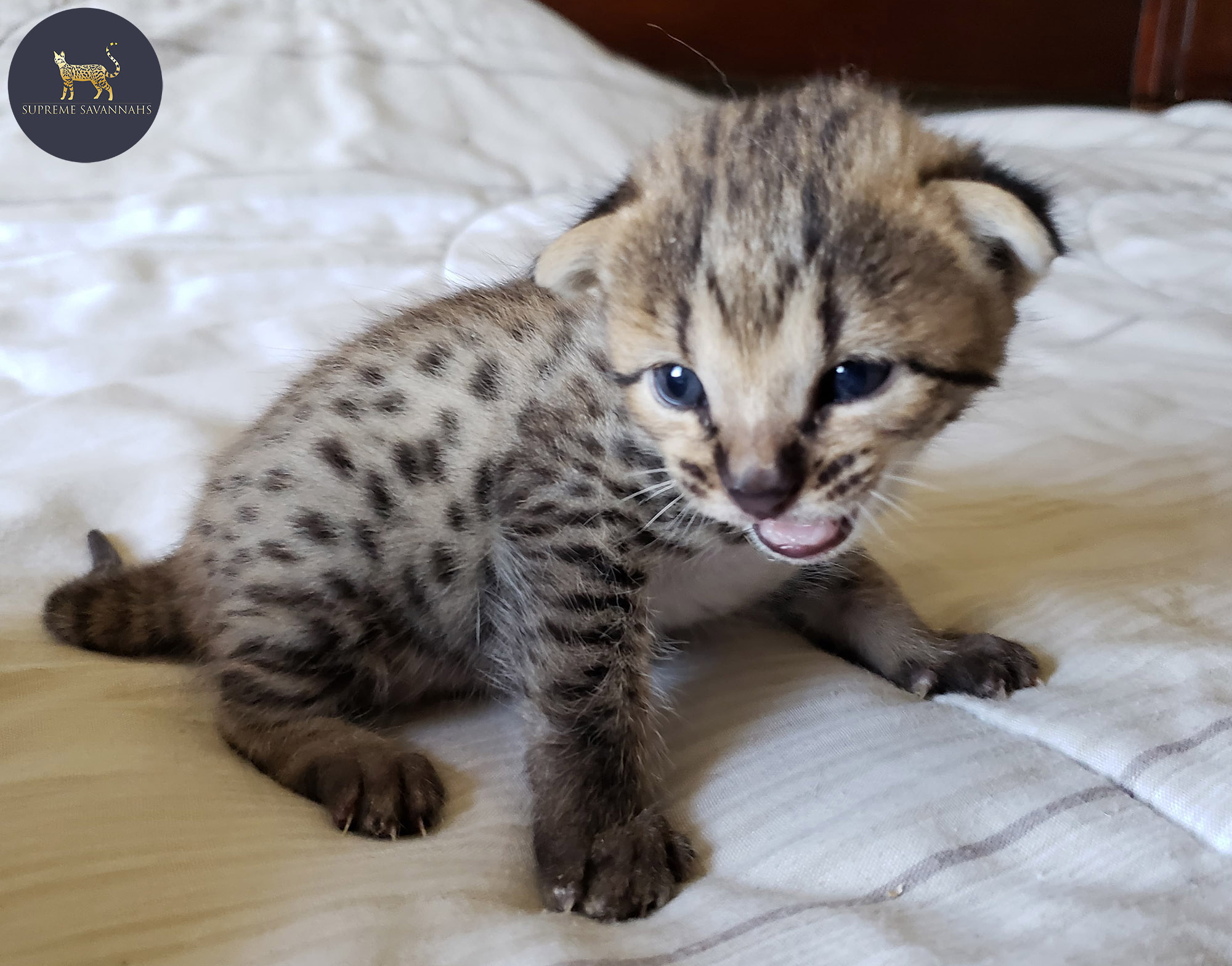F2 Savannah kitten serval ontario canada f1 f3 f4 f5 f6 sbt