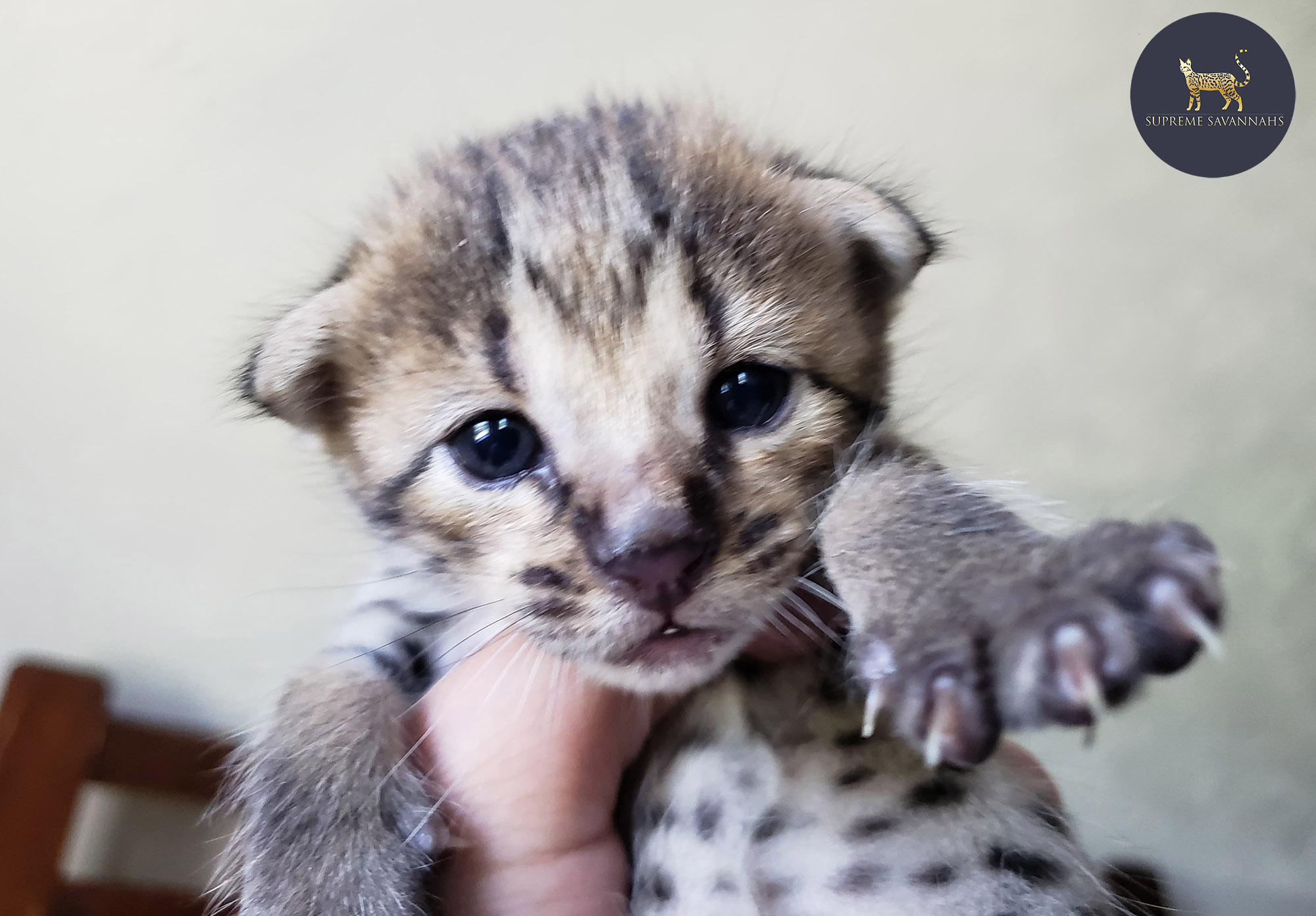 F2 Savannah kitten serval ontario canada f1 f3 f4 f5 f6 sbt
