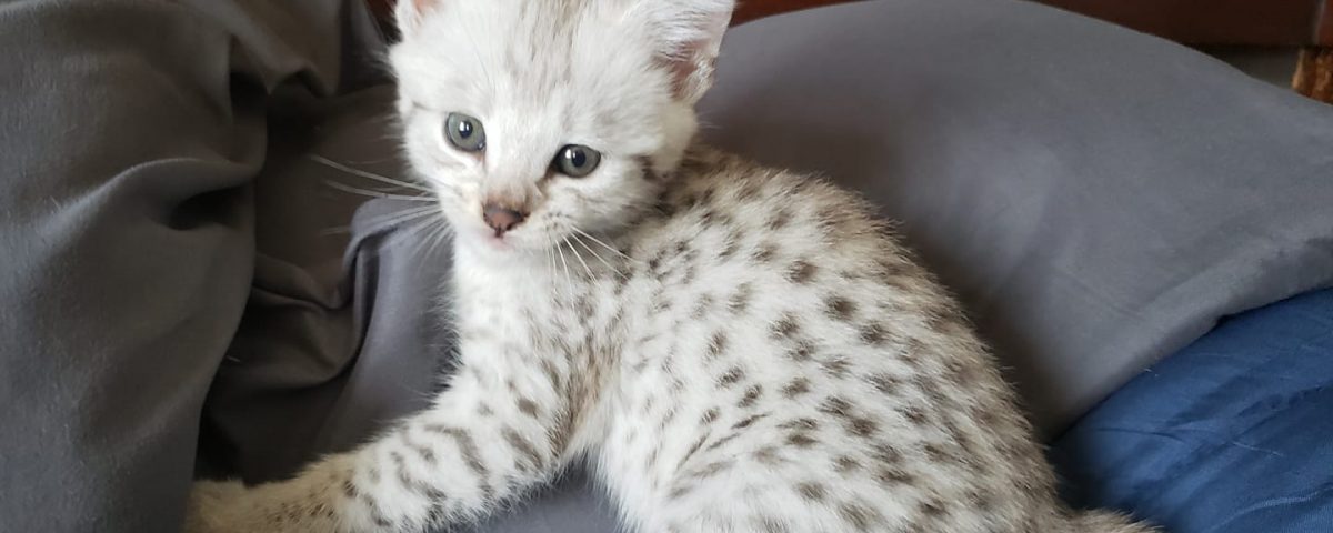 F2 Silver Savannah Female Kitten ontario Canada Breeder serval