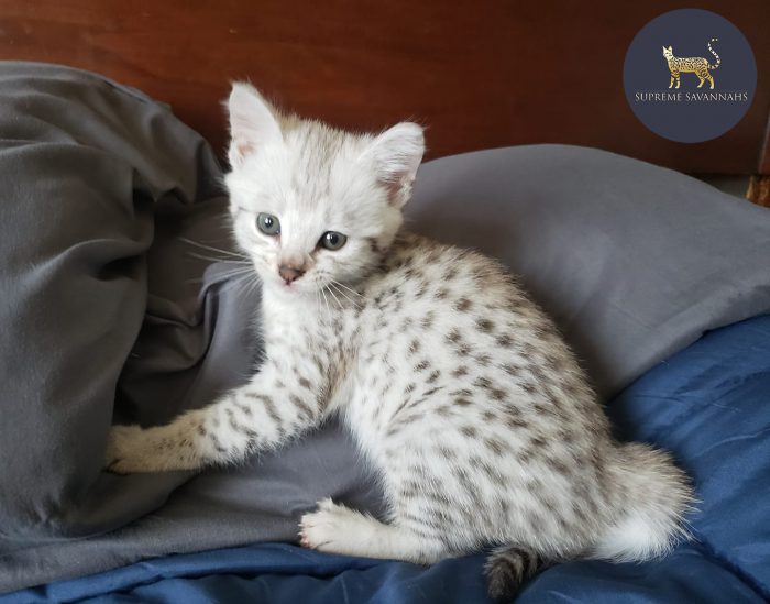 F2 Silver Savannah Female Kitten ontario Canada Breeder serval