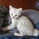 F2 Silver Savannah Female Kitten ontario Canada Breeder serval