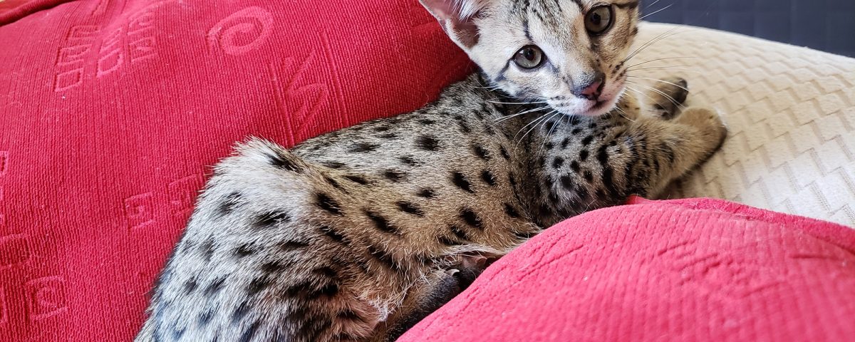 f2 savannah kitten