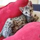 f2 savannah kitten