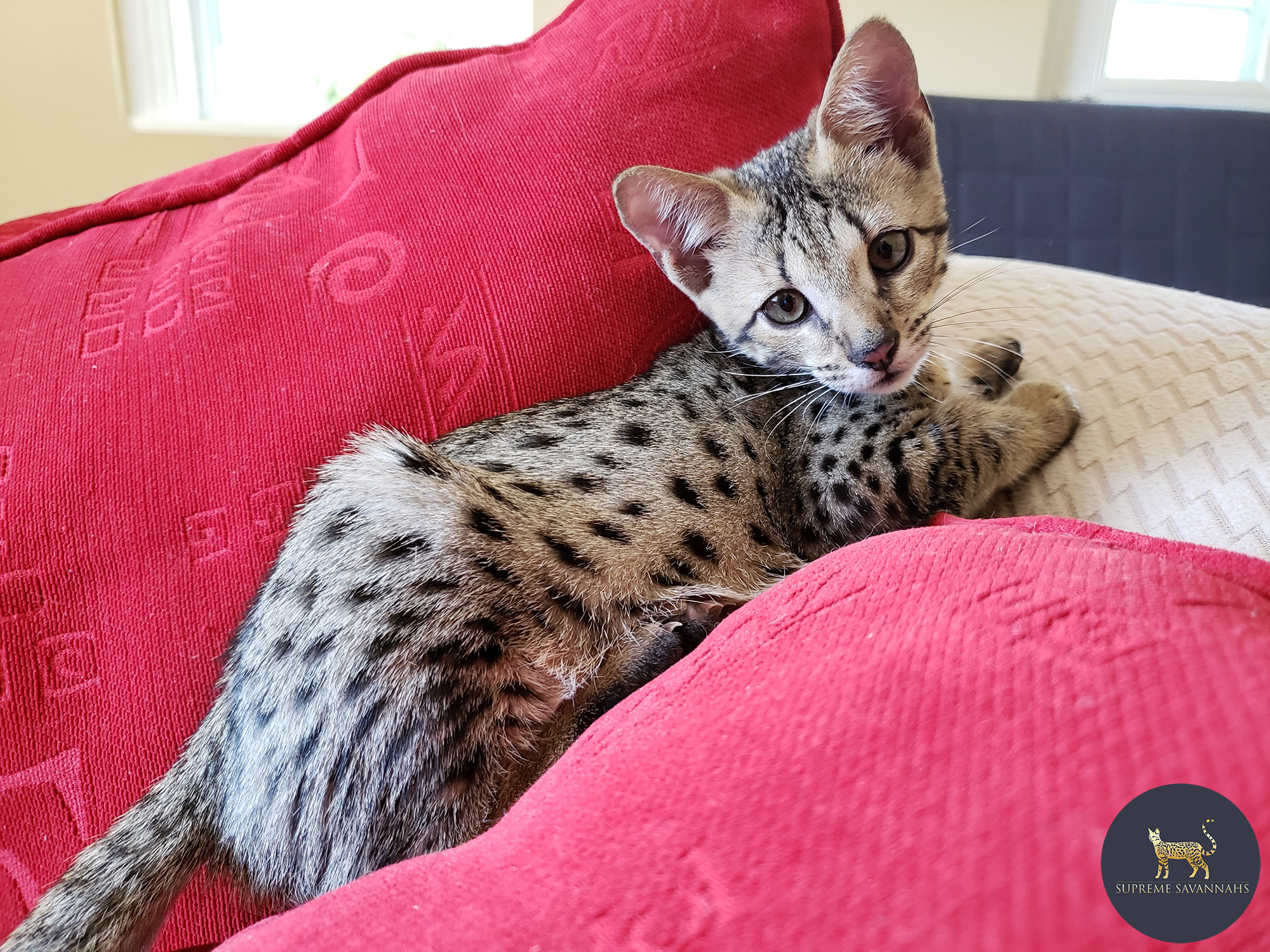 f2 savannah kitten